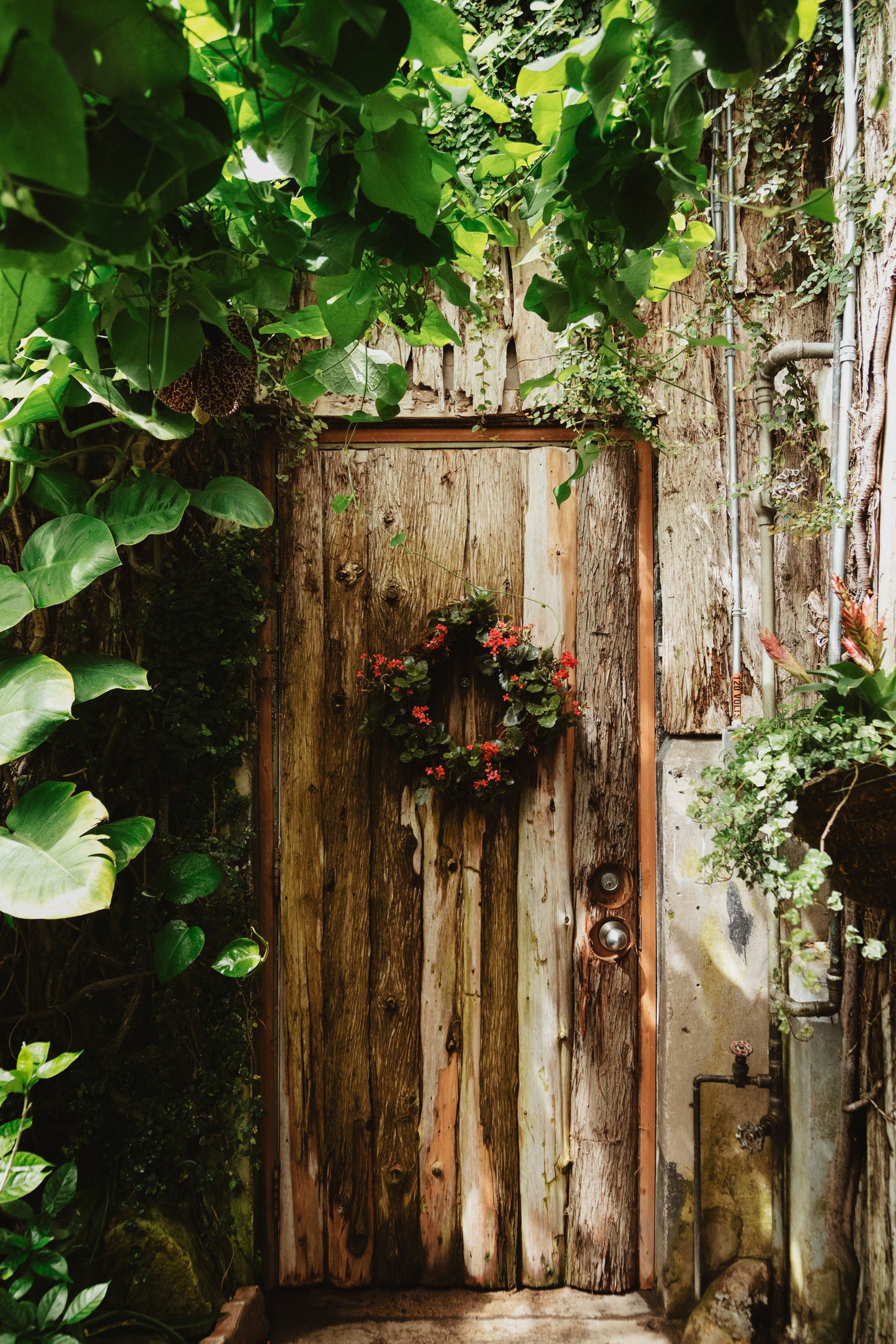 Christmas wreath